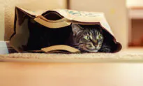Wobbly Kitten With CH Can Have Good Quality of Life