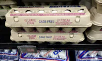 USDA Warns Egg Prices Could Rise by 41 Percent in 2025