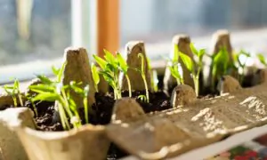 The Budget Gardener’s Winter Checklist: Smart Garden Tasks to Do Now to Get a Jump on Growing Season