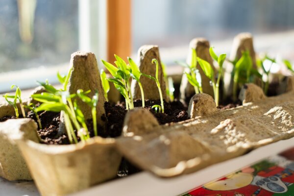 The Budget Gardener's Winter Checklist: Smart Garden Tasks to Do Now to Get a Jump on Growing Season