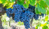 Cabernet