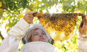 From the Rat Race to Beehives: How a Self-Taught Beekeeper Found Her Calling