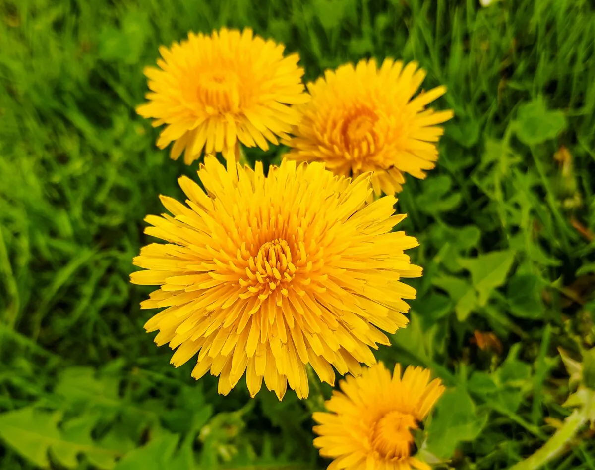 The dandelion plant is rich in antioxidants; vitamins A, C, and K; and minerals including calcium, iron, and potassium. (Walter Sturn/Unsplash)