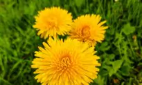 This Kentucky Chef’s Favorite Spring Ingredient Is Hiding in Your Yard