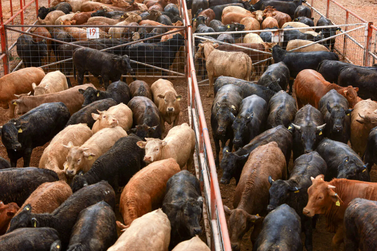 Livestock in pens before being exported to the United States, at the Chihuahua Regional Livestock Union facility, outside Ciudad Juarez, Mexico, on Feb. 10, 2025. (Jose Luis Gonzalez/Reuters)