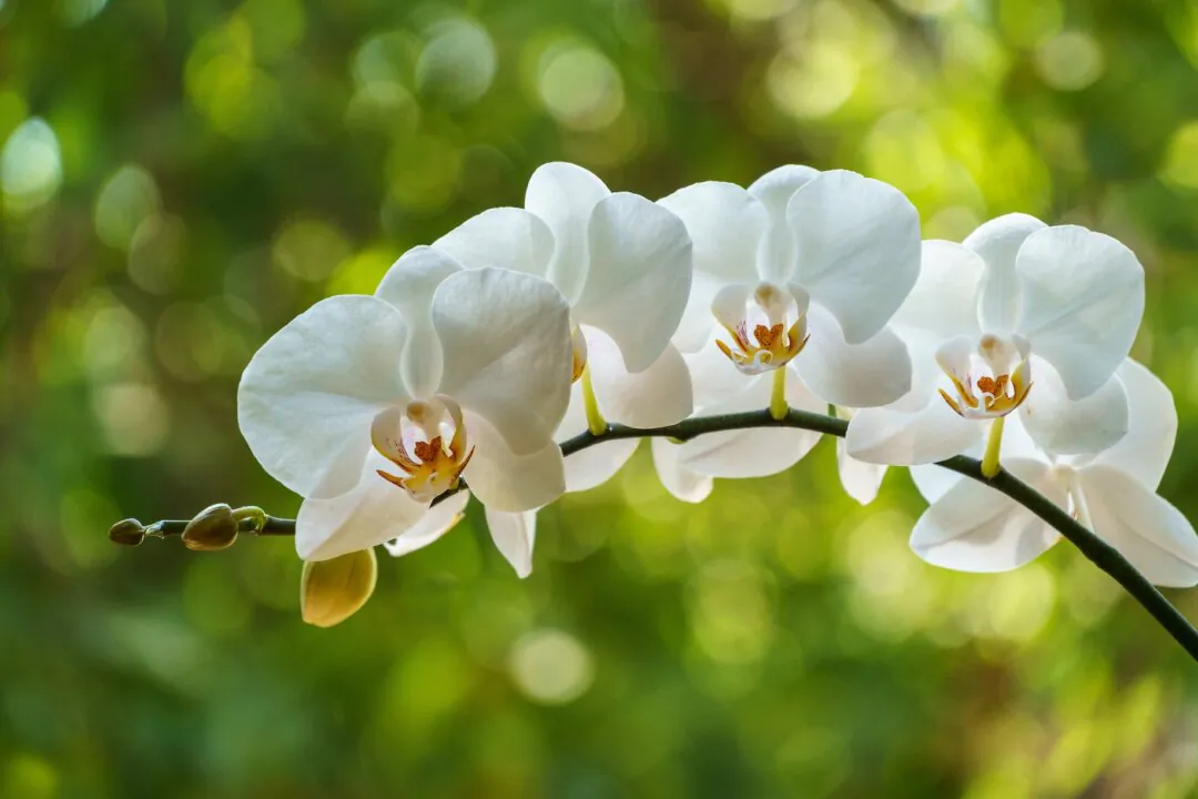 Easy-to-Grow Orchids