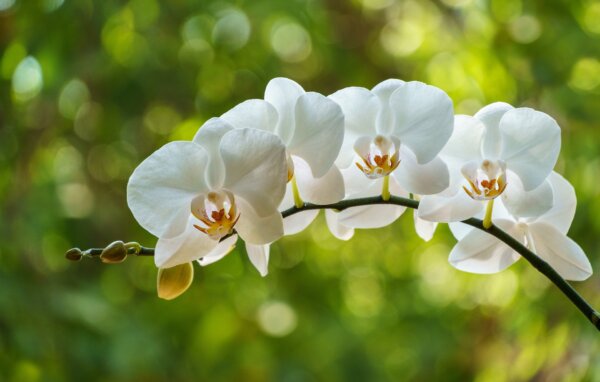 Easy-to-Grow Orchids