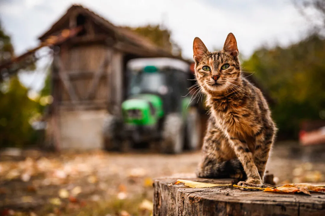 A cat at a farm in a file image. (Andrej Isakovic/AFP via Getty Images)