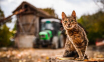 Cats Belonging to Michigan Dairy Workers Died From Bird Flu Infection, CDC Study Says