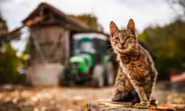 Cats Belonging to Michigan Dairy Workers Died From Bird Flu Infection, CDC Study Says