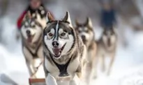 Taking the Kids: Dogsledding Above the Arctic Circle