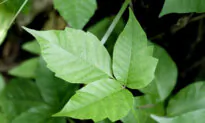 Pets Transfer Poison Ivy Oil to People