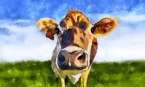 What Lying Down in a Field of Cows Taught Me About Life