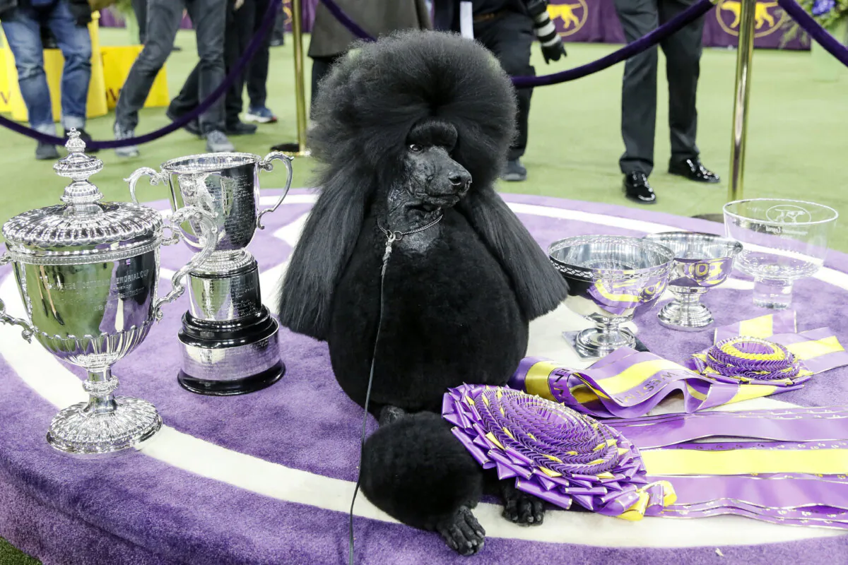 Siba, the standard poodle, poses for photographs after winning Best in Show in the 144th Westminster Kennel Club dog show, in New York on Feb. 11, 2020. (John Minchillo/AP Photo)