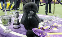Dog Show 101: What’s What at Westminster Kennel Club