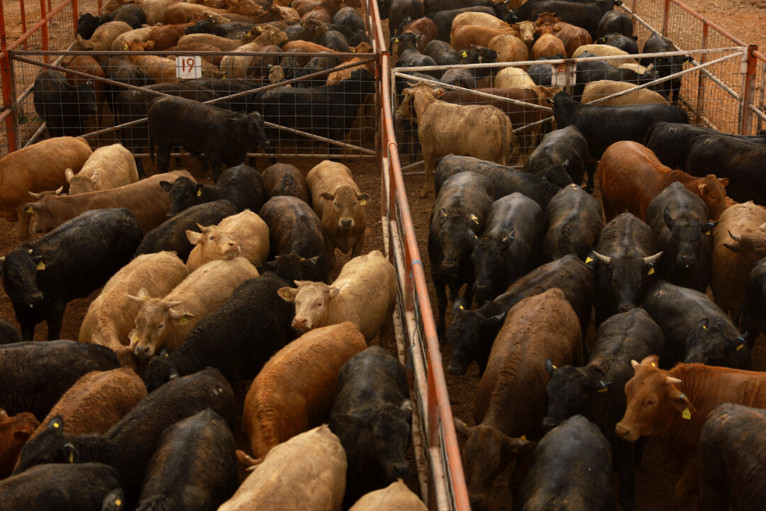 USDA Keeps Cattle Imports Open Despite New Screwworm Case