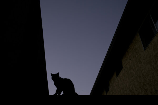 Another House Cat Dies With Bird Flu in California After Consuming Raw Pet Food