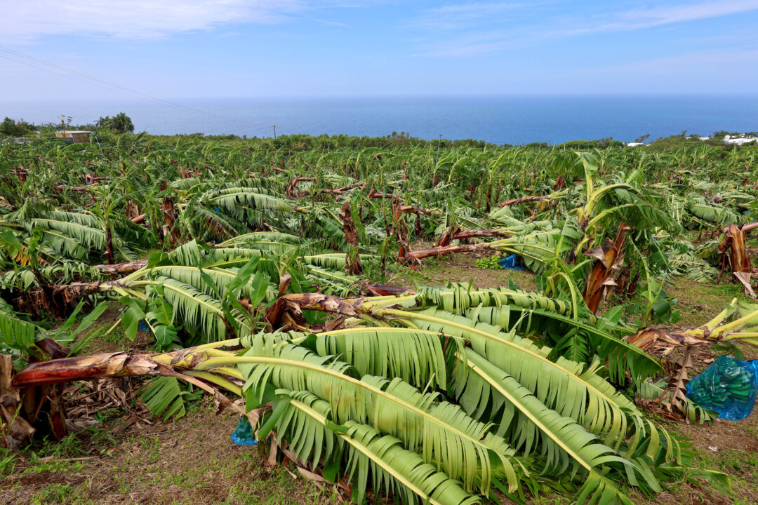 NextImg:Day in Photos: Cyclone on Reunion Island, Protests Against Elon Musk, and Ramadan Begins