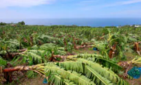 Day in Photos: Cyclone on Reunion Island, Protests Against Elon Musk, and Polar Bear Dip World Record