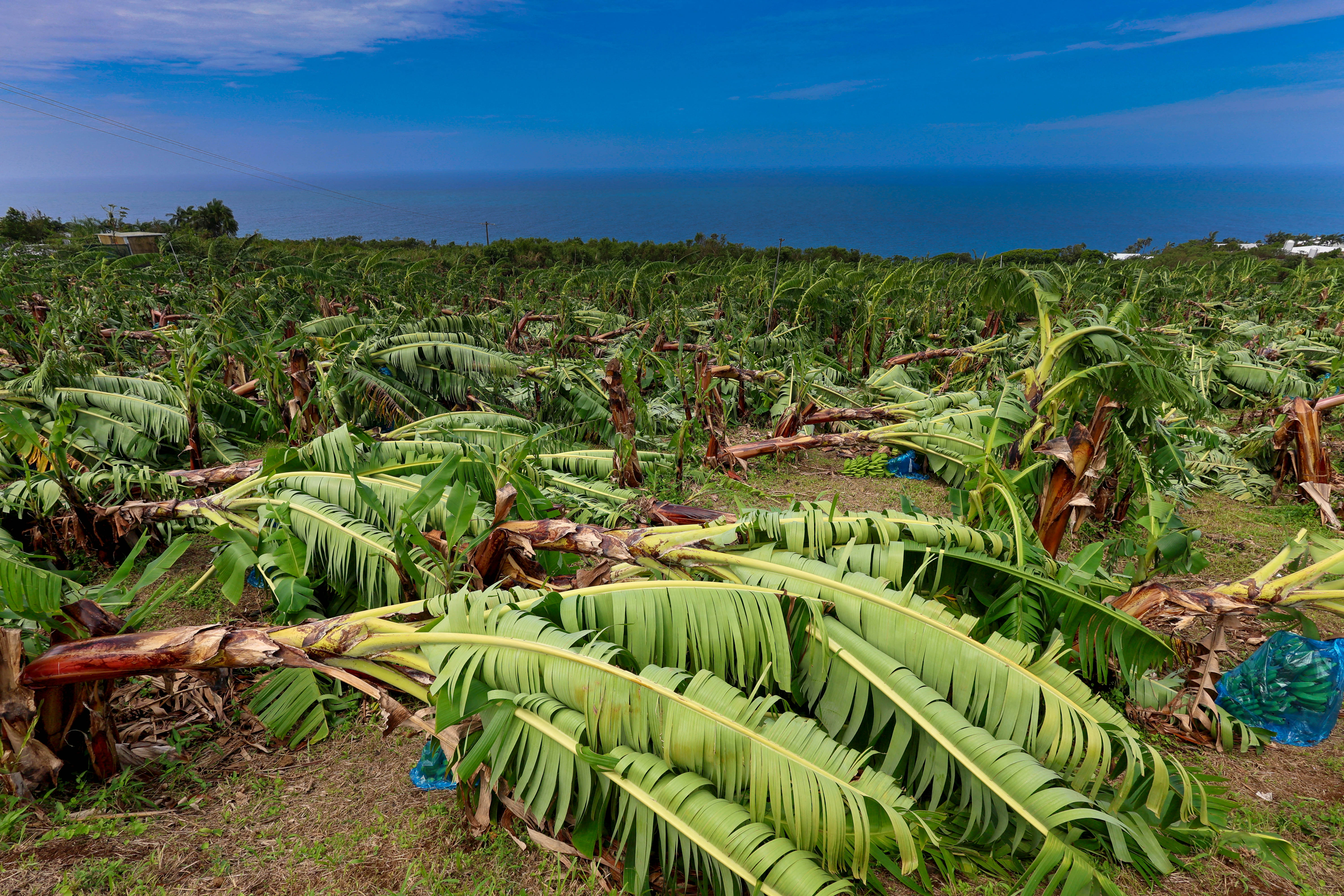 Day in Photos: Cyclone on Reunion Island, Protests Against Elon Musk, and Polar Bear Dip World Record