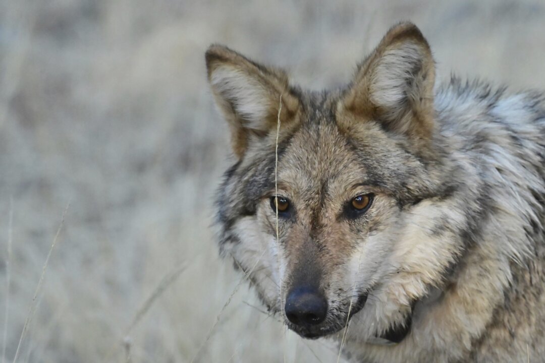 US House Passes Bill to Remove Gray Wolf From Endangered List