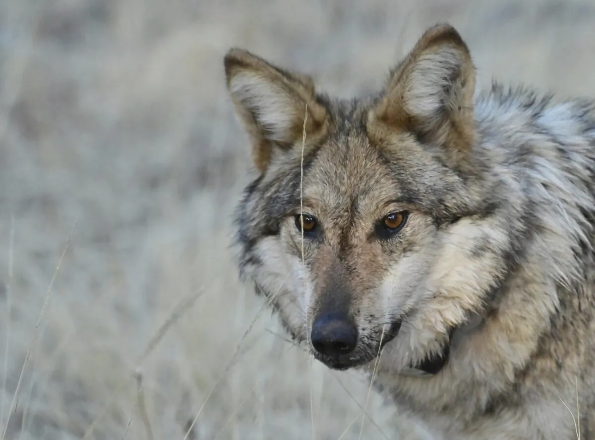 A Mexican gray wolf in the wild that was monitored as part of a population survey in eastern Arizona on Jan. 24, 2025. (Arizona Game and Fish Department via AP)