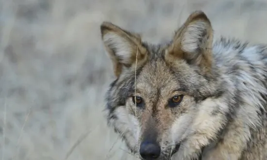 US House Passes Bill to Remove Gray Wolf From Endangered List