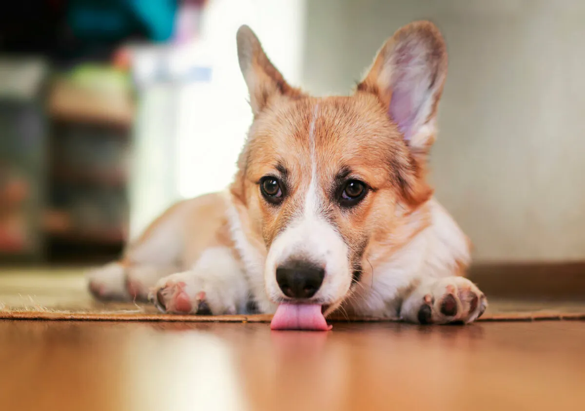 Research in dogs shows that stomach and intestinal problems can trigger ELS, or excessive licking of surfaces, including floors, carpeting, walls, doors, and furniture. (Bachkova Natalia/Shutterstock)