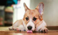 Dog’s Gastrointestinal Problem Can Cause Floor Licking