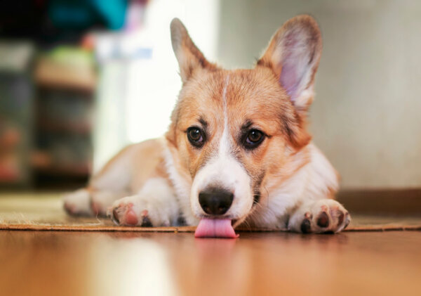 Dog's Gastrointestinal Problem Can Cause Floor Licking