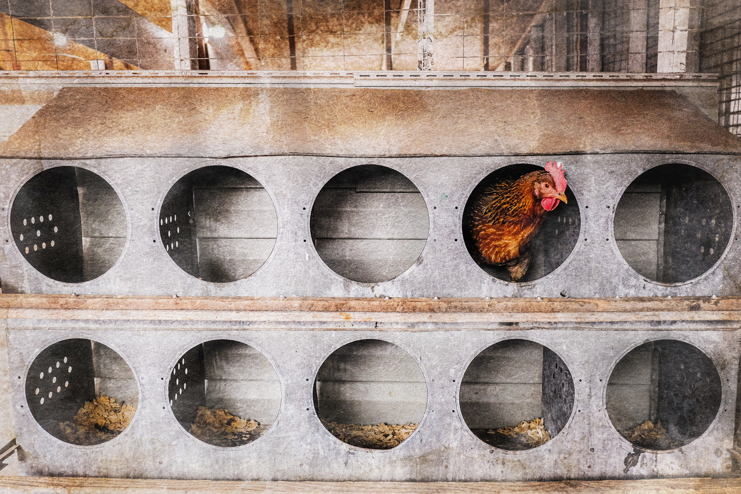 Why the US Continues to Kill Millions of Hens, 4 Years Into Bird Flu Outbreak