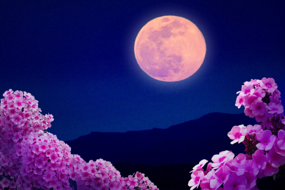 id5823238-1-8345-pink-moon-35-