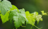 Rain in Vineyards