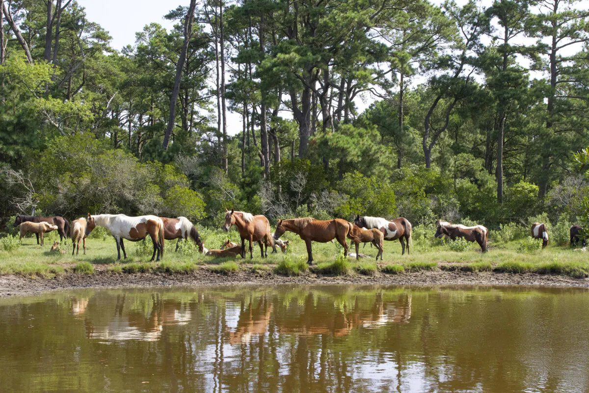 Wild ponies relax on Assateague Island, Va., after swimming to and from Chincoteague Island, on July 26, 2024. (Richard Moore)