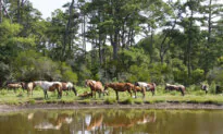 Horse-loving ‘Neigh’-bors Make Pony Dreams Come True 