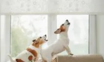 Better Treatments For Nuisance Barking Than Devocalization