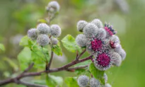 The Burr With Health Benefits
