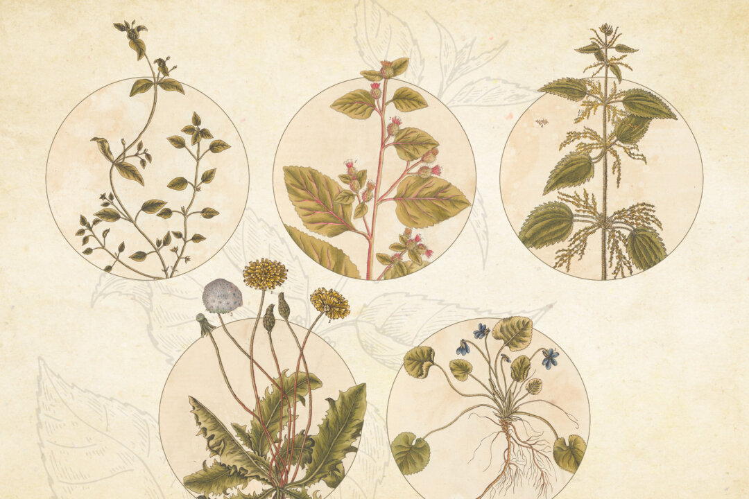 NextImg:Herbalist Rosemary Gladstar Shares Her 5 Top Springtime Tonics—and Some Are Hiding in Your Yard