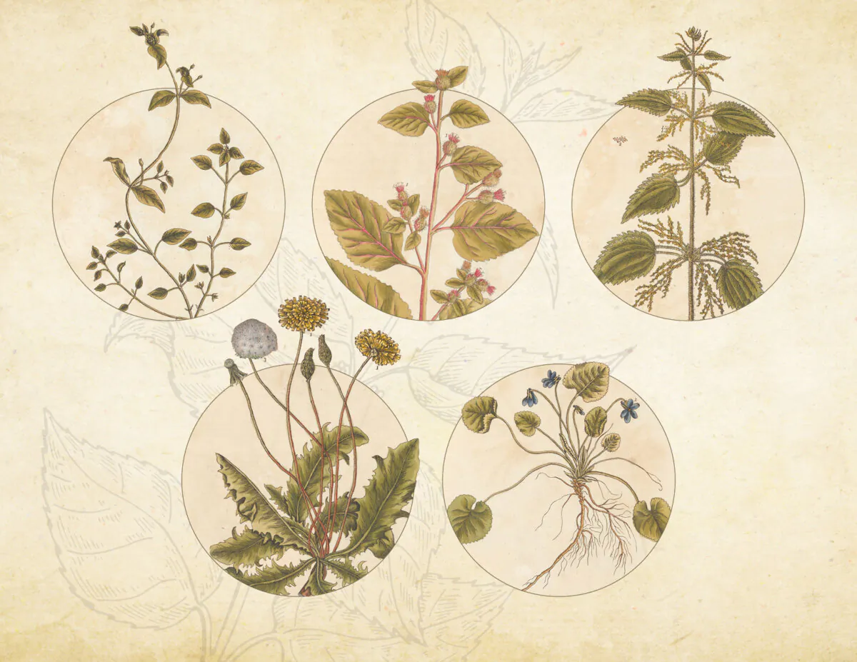 Clockwise from top L: Chickweed, burdock, stinging nettle, wild violet, and dandelion. (Illustration by The Epoch Times, Rawpixel, Getty Images)