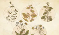 Herbalist Rosemary Gladstar Shares Her 5 Top Springtime Tonics—and Some Are Hiding in Your Yard