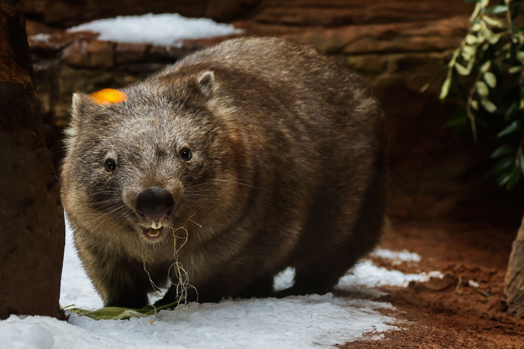 Minister Confirms US Influencer Who Grabbed Baby Wombat Has Left Australia