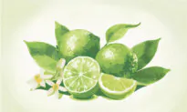 Limes: The Tart Fruit That Supports Immunity and Helps Prevent Kidney Stones
