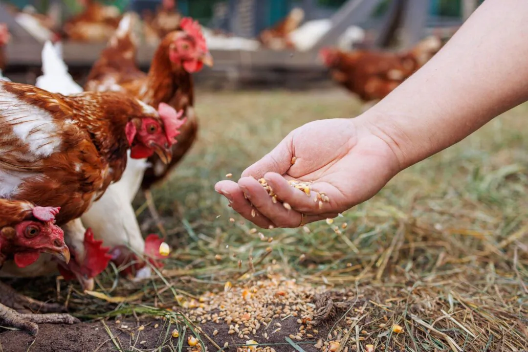 As avian influenza spreads in the United States, experts are raising concerns about the potential risk of transmission to humans. (sergey kolesnikov/Shutterstock)