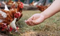 Avian Influenza Outbreak in the US: Mutation Risks and Prevention Strategies