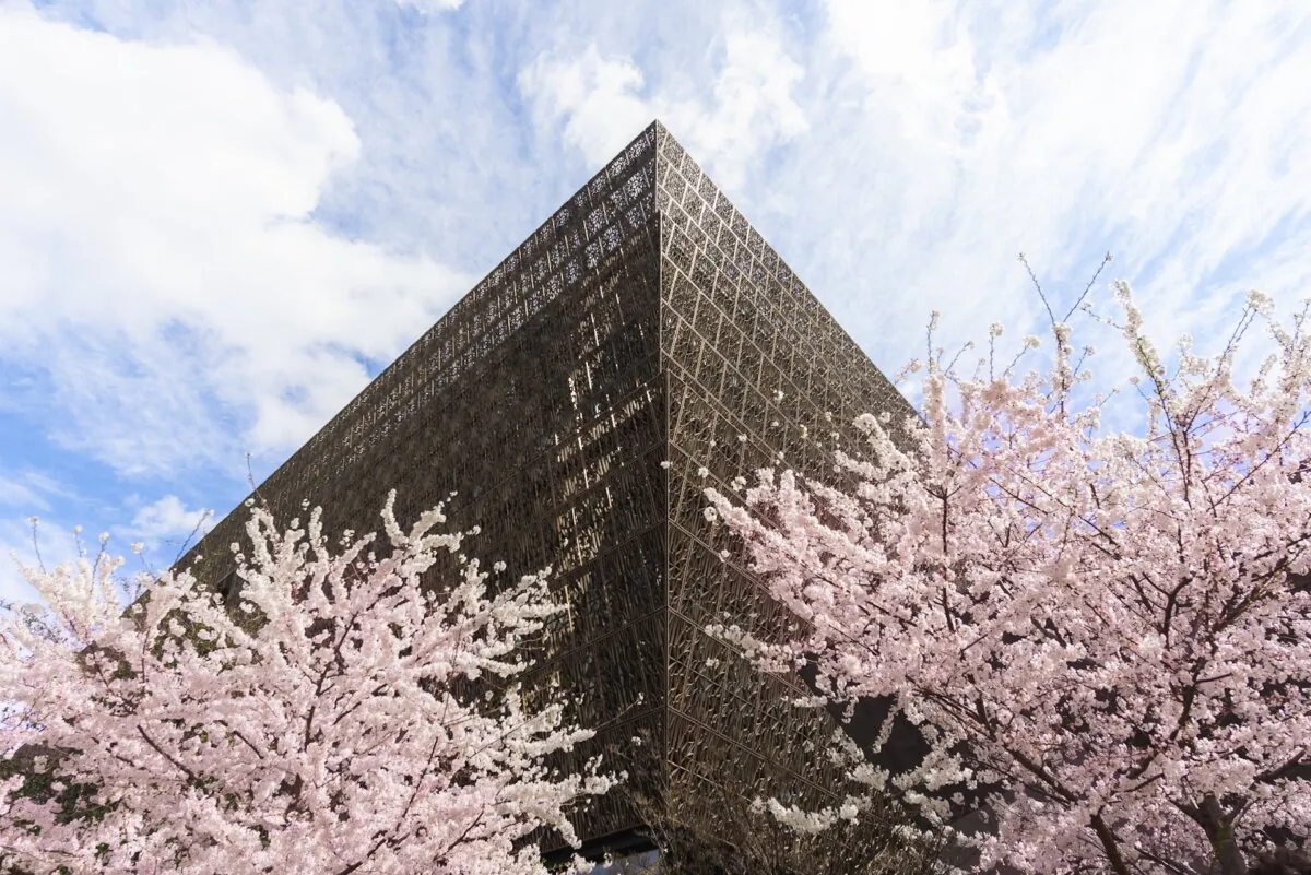 Cherry blossoms enfold the National Museum of African American History and Culture in Washington, D.C. (Washington.org)