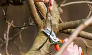 The Best Time to Prune Spring-Blooming Shrubs and Trees