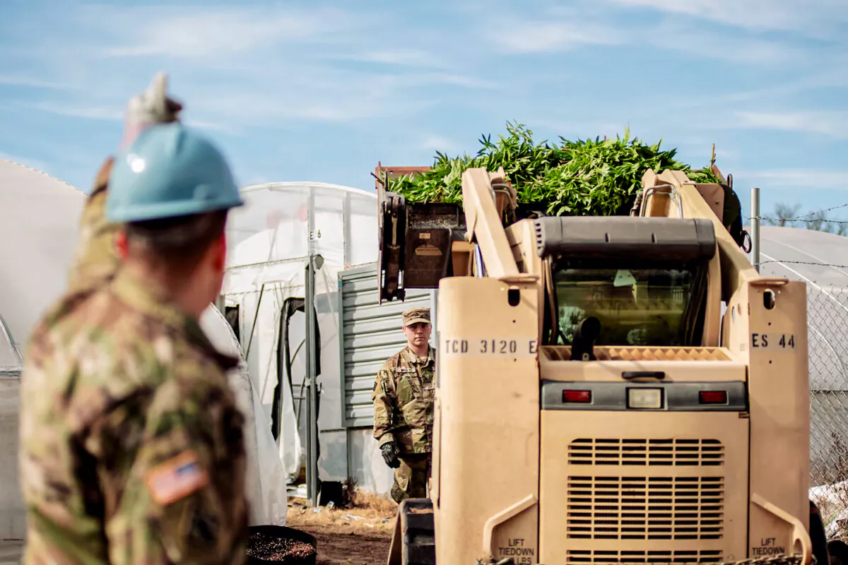 Oklahoma National Guardsmen load eradicated marijuana plants during a multi-agency operation targeting illegal cultivation and trafficking in Oklahoma City on Feb. 22, 2022. (Courtesy of Oklahoma National Guard)