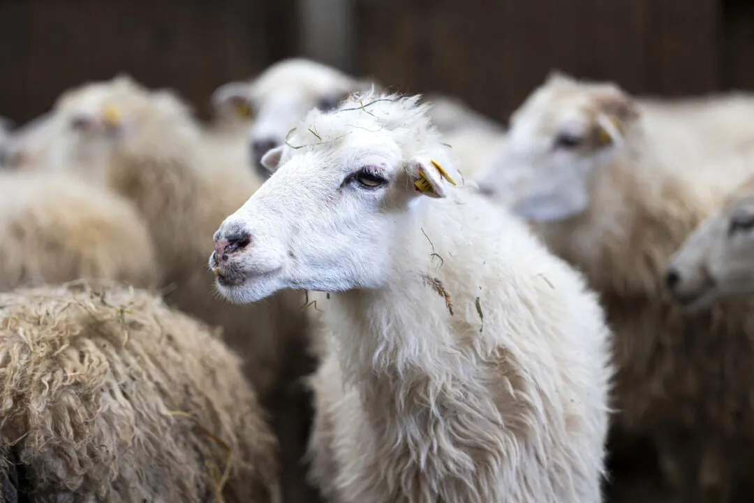 Sheep stand in a barn in a file photo. (Michael Matthey/AFP via Getty Images)