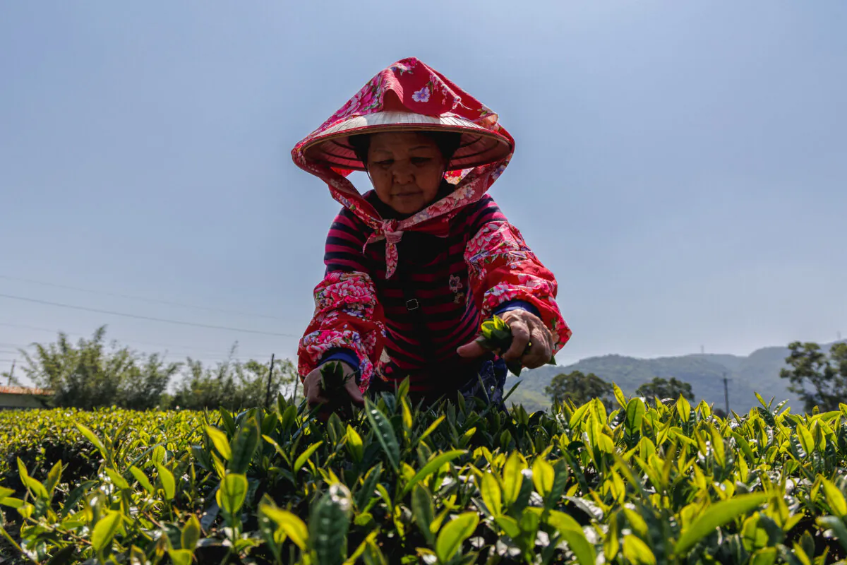 A farmer picks tea leaves in Taiwan's Yilan County on March 25, 2025. (Cheng Yu-chen/AFP) via Getty Images)