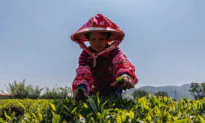 Tea Prices Are Rising and Ottawa’s to Blame